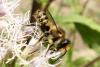 Megachile sp.